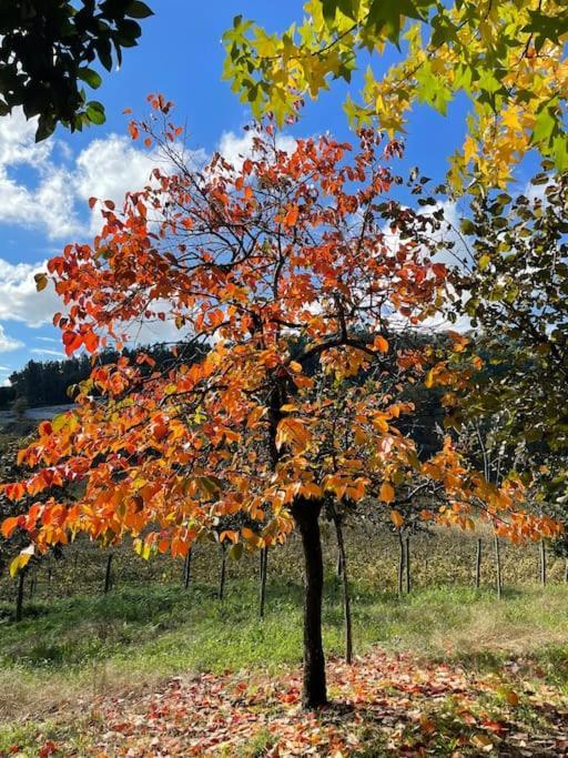 Quinta Picouto De Cima Villa Guimarães Kültér fotó